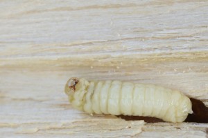 Houtworm