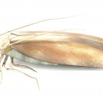 Kleermot