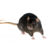 black rat